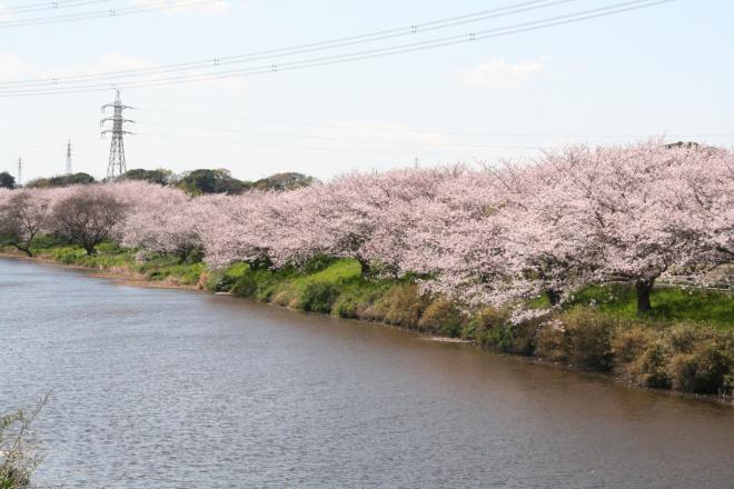 坊辺田付近の花見川桜並木