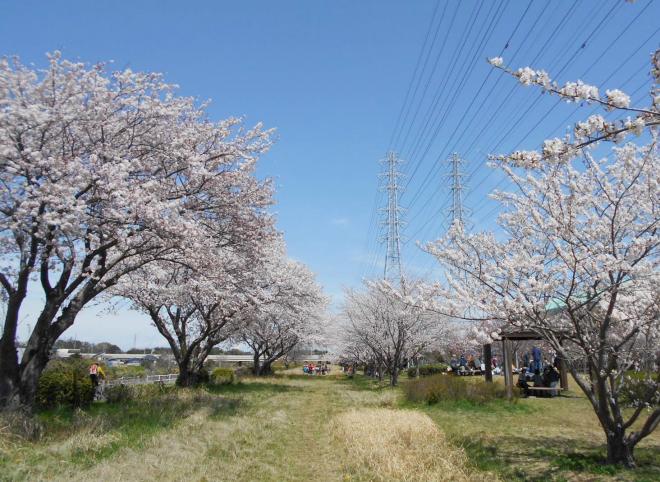 区役所付近の花見川千本桜緑地