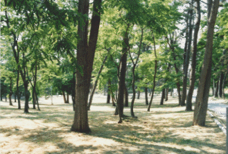 松林の写真