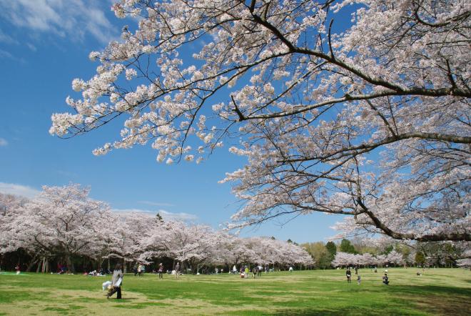 泉自然公園桜