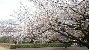 みなと公園の桜