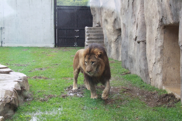 千葉市動物公園 ライオン展示場「京葉学院ライオン校」オープン！