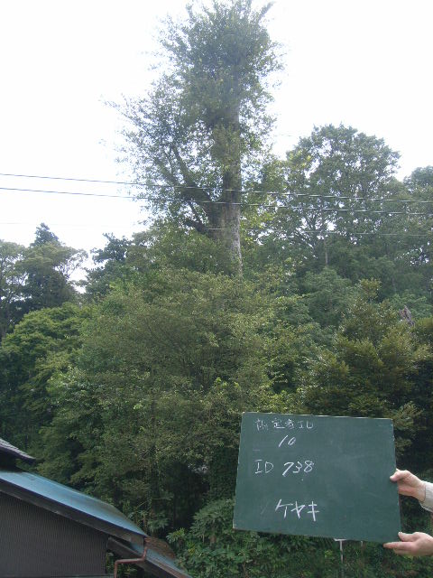 3番目に高い保存樹木