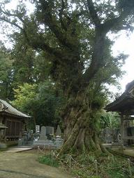 宝善寺の保存樹木（緑区平川町）