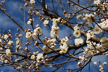 八重咲きの白梅