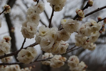 八重咲きの白