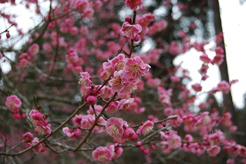 八重咲きのピンク