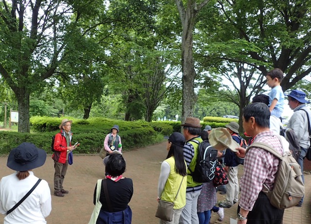 第317回昭和の森自然観察会「初夏の昭和の森をぐるっと一回り」