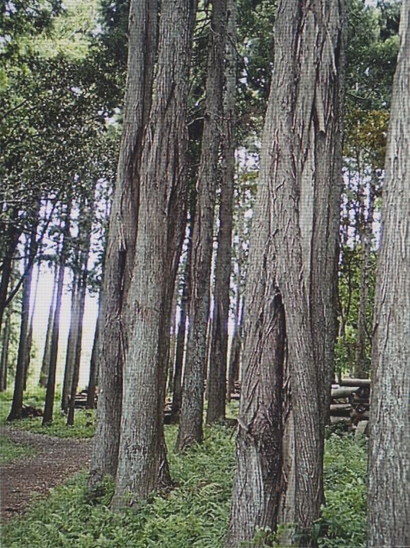 第317回昭和の森自然観察会「初夏の昭和の森をぐるっと一回り」