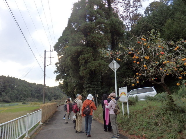 昭和の森自然観察第322回3時間コース「秋の小山町散歩」