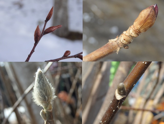 第326回昭和の森自然観察「冬の植物の過ごし方」