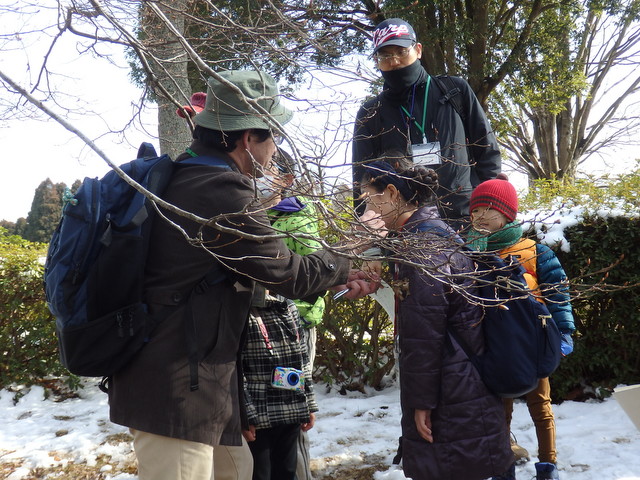 第326回昭和の森自然観察「冬の植物の過ごし方」
