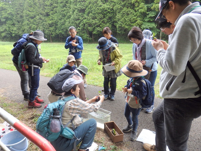 第330回昭和の森自然観察会「水辺の植物のひみつをさぐろう」