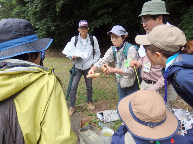 第330回昭和の森自然観察会「水辺の植物のひみつをさぐろう」