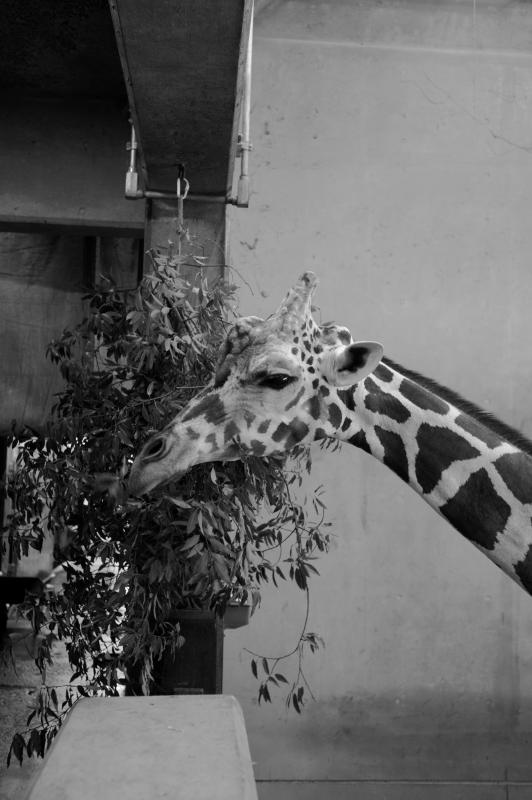 動物公園6