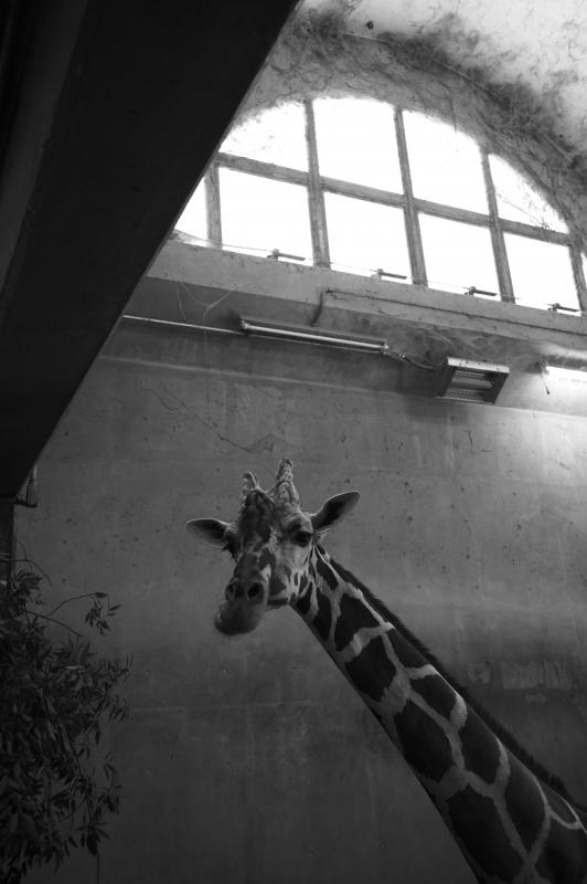 動物公園3