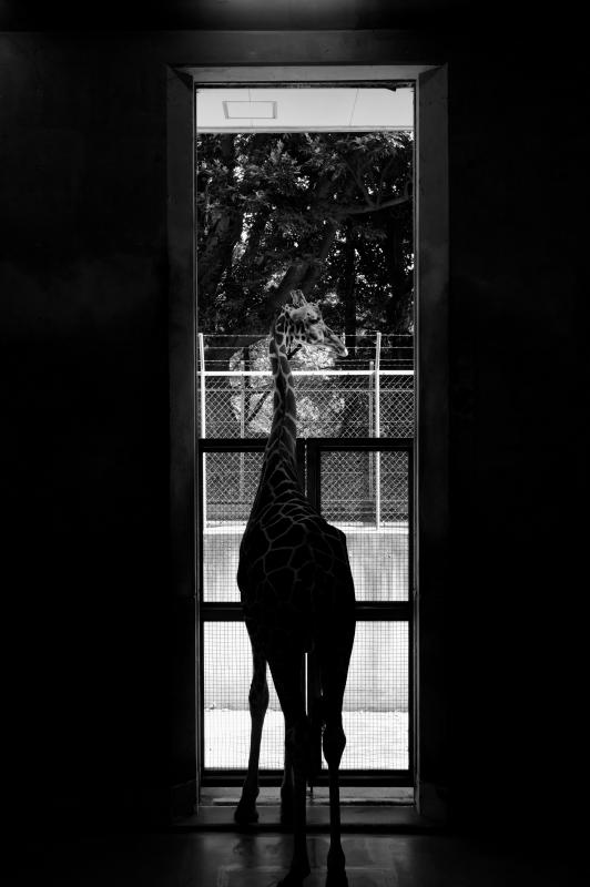 動物公園2