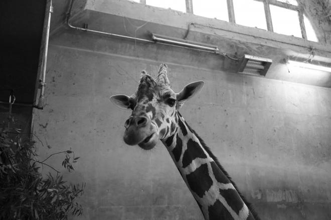 動物公園5