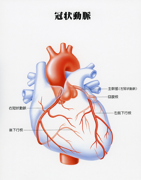 冠状動脈