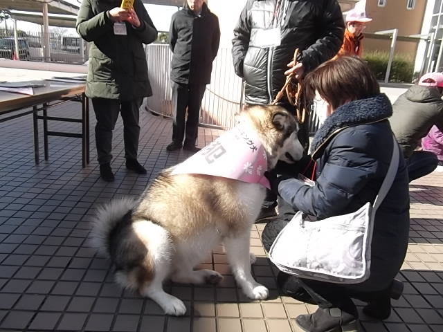 大きいサワちゃんの試着の様子