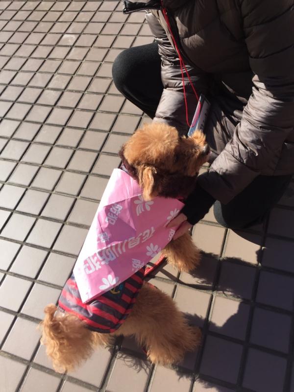 小さいピリアちゃんの試着の様子