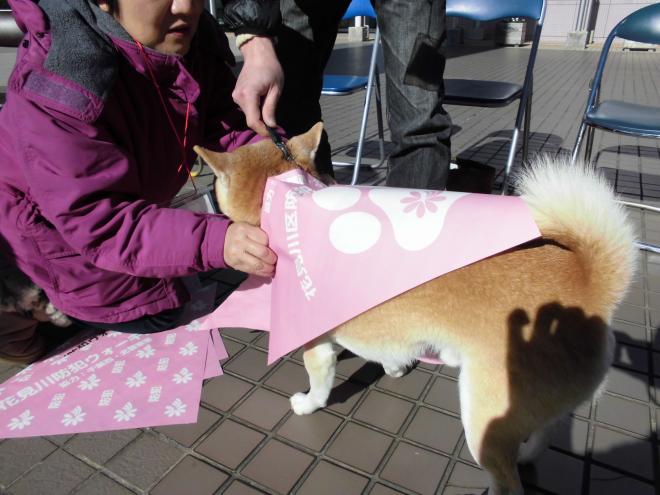 茶色い小太郎の試着の様子