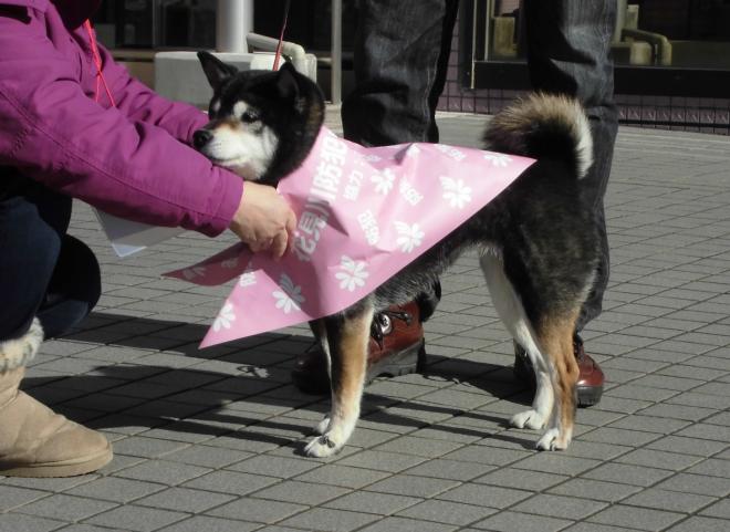 黒いさくらちゃんの試着の様子