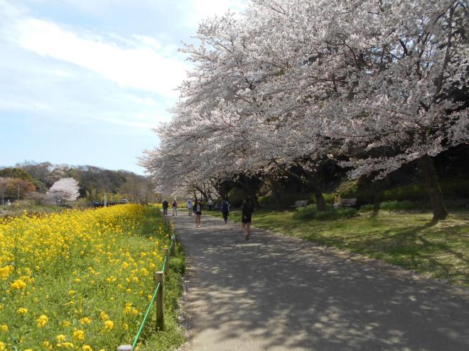 花島公園お花見広場