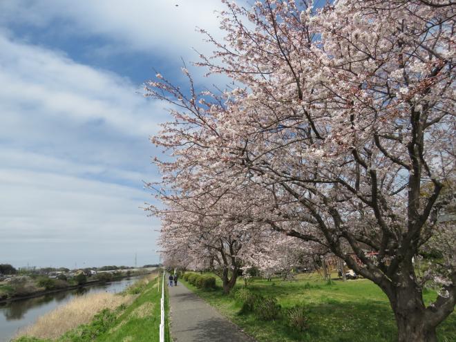 サイクリングコース