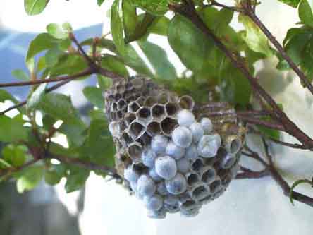 アシナガバチの巣