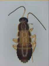 チャバネゴキブリ幼虫2