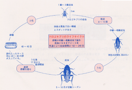 クロゴキブリのライフサイクル