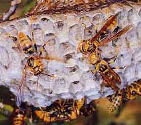 キアシナガバチ