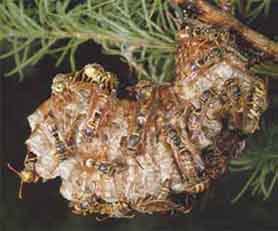 コアシナガバチ