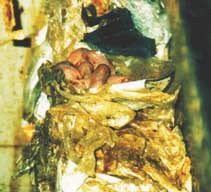 ネズミ取り（一例）