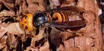 オオスズメバチの成虫