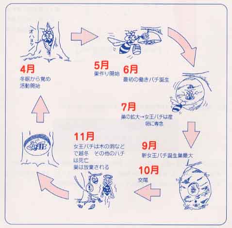 スズメバチの一生