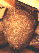 キイロスズメバチの巣