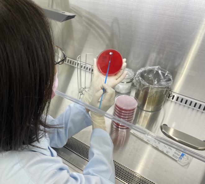 丸いシャーレ内の培地に菌を塗布しています。