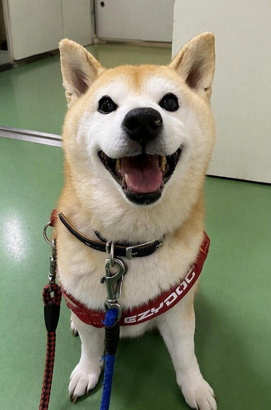 ふうちゃん