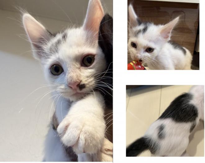 白黒子猫