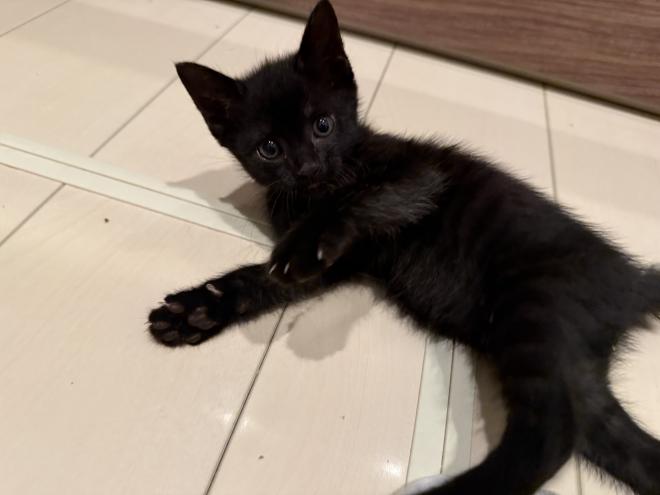 黒猫
