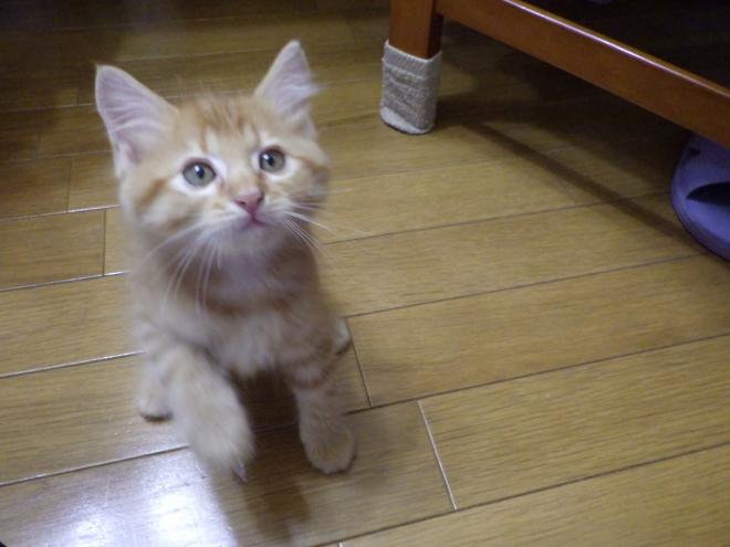 清水子猫茶トラ