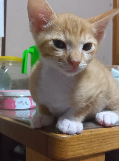 2cha