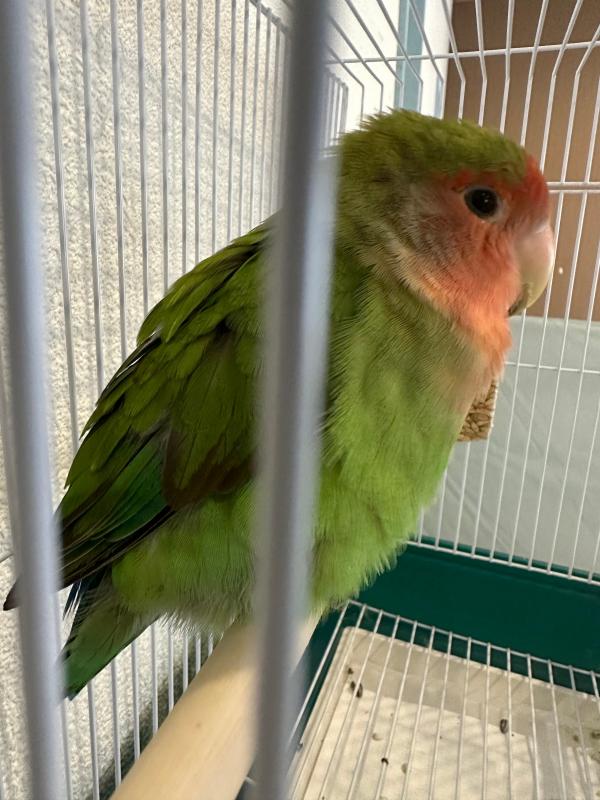 コザクラインコ