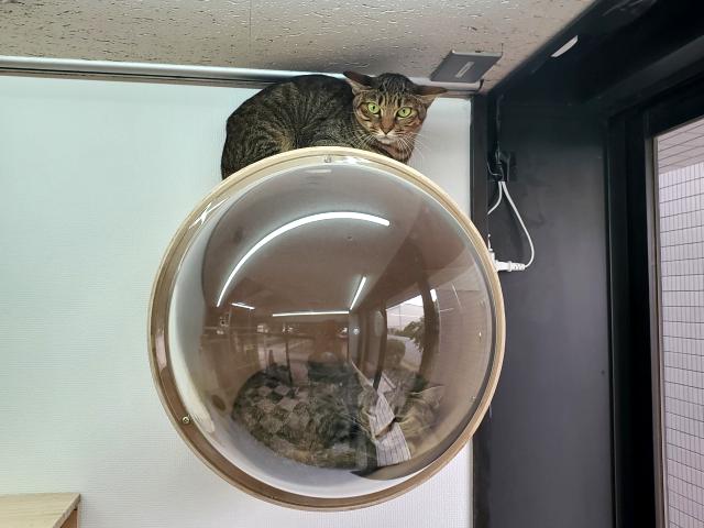 猫のドームの猫たち