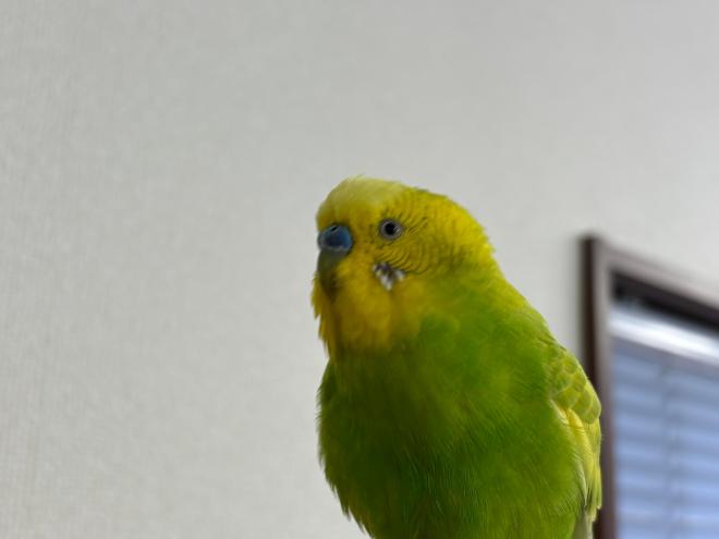 インコ