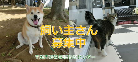 飼い主さん募集中