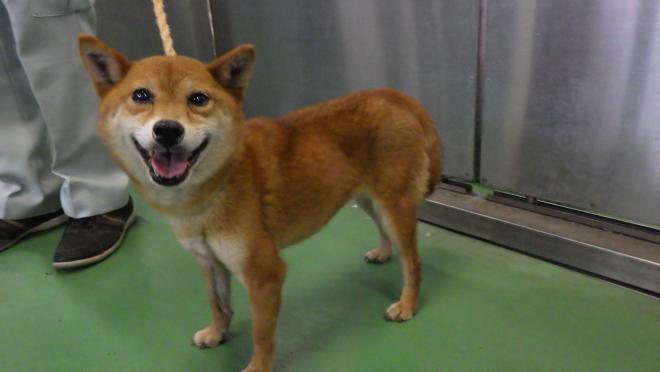 柴犬0803