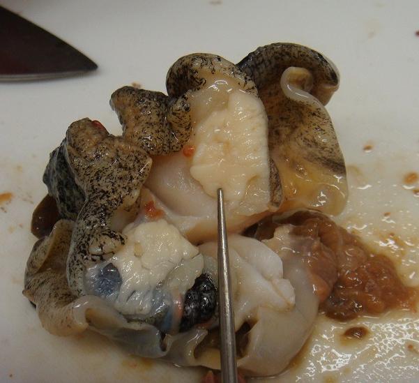貝の中の唾液腺